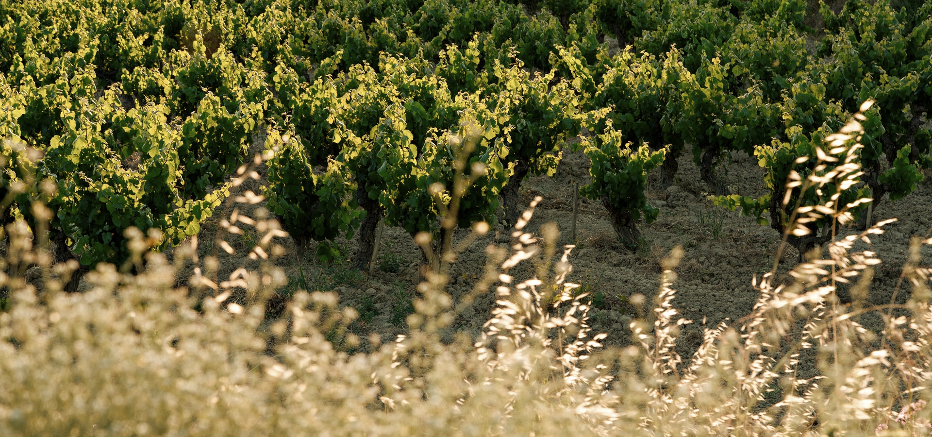 Pioners en viticultura ecològica i cultiu biodinàmic elaborant vins i caves catalans.