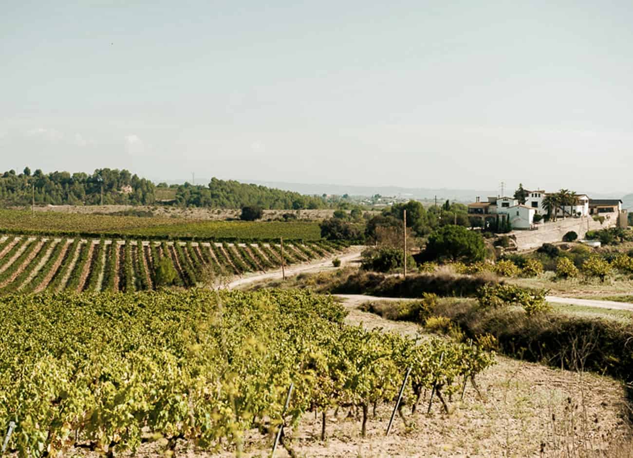 Vinos ecológicos y biodinámicos