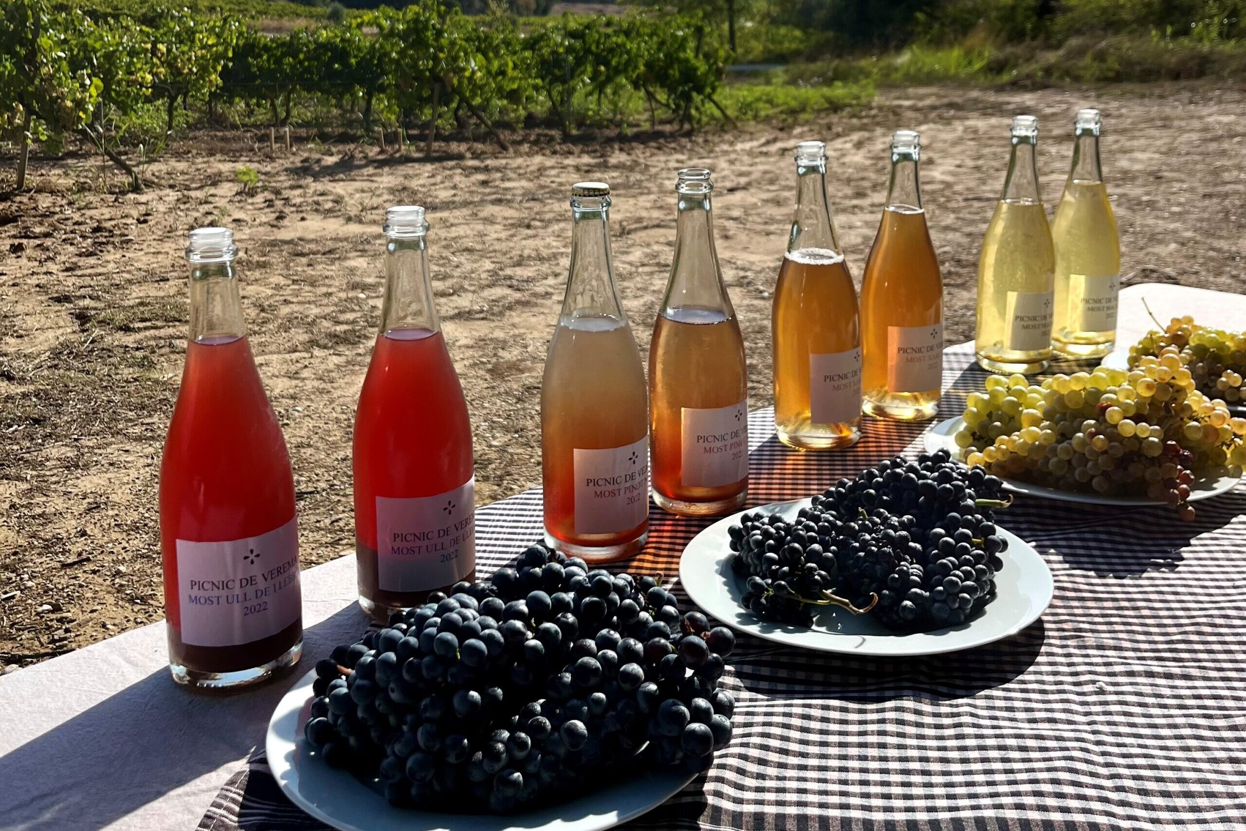 Winetourism The Harvest of Cava