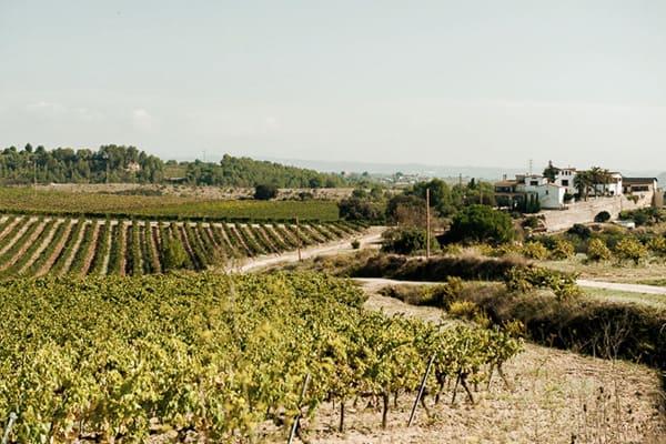 Wine tourism: Visit to the cellar and vineyards, wine and cava tastings, guided activities.
