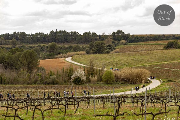 Wine tourism in El Penedès: Visit to the cellar and the vineyards, wine and cavas tastings, guided activities.